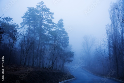 misty morning in the forest