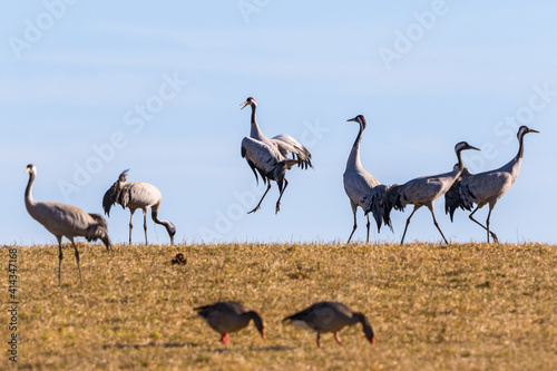 Cranes jumping on a spring day