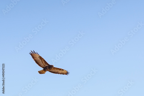 Common Buzzard flying in the sky with spread wings