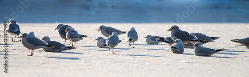 Several seagulls warm up in the morning sun on a frozen lake on a beautiful winter morning  dutch nature photo  wildlife background  beautiful colors