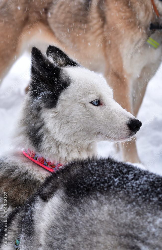 Obraz premium portrait of a dog of the Yakut Laika breed 