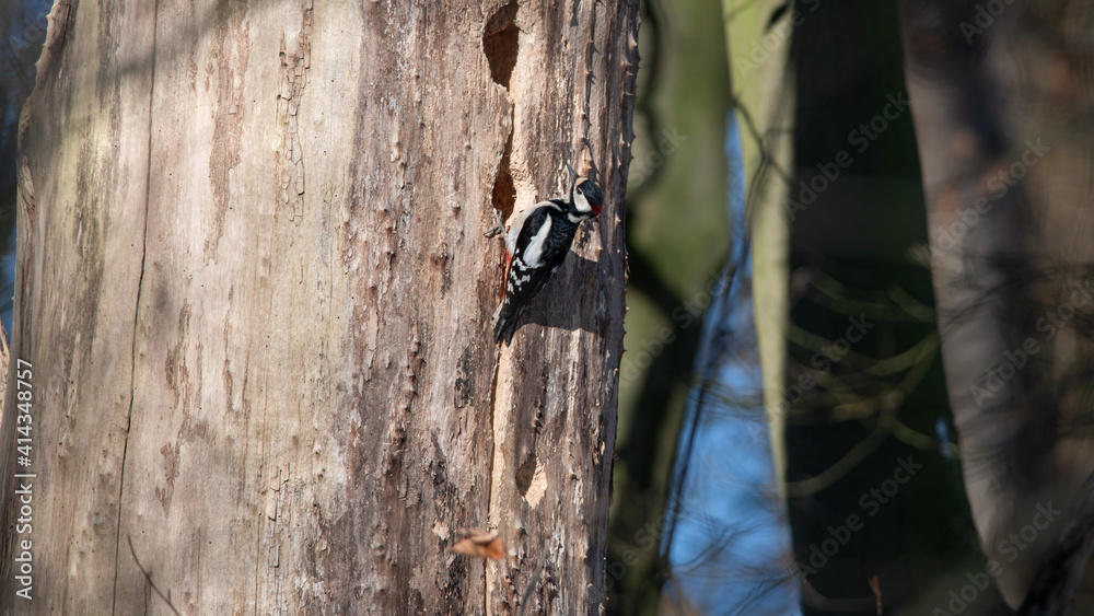 Fototapeta premium Great spotted woodpecker tapping a dead tree in winter, Dutch nature photo, wildlife background, beautiful colors