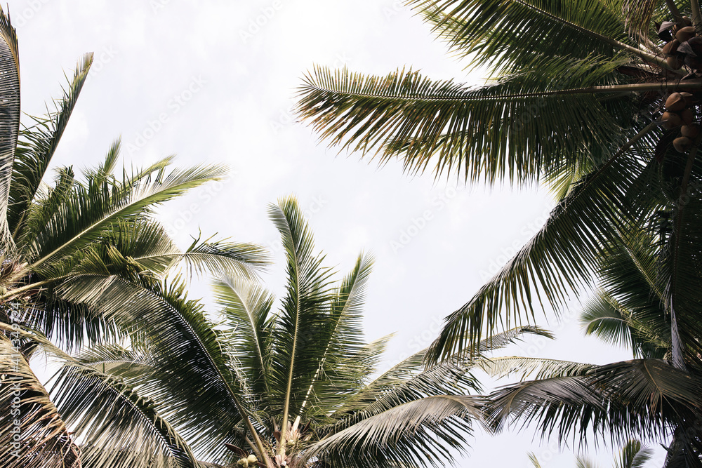 Fototapeta premium Coco palm tree and white sky. Relaxing tropical island neutral photo background. Palm leaf frame with place for text