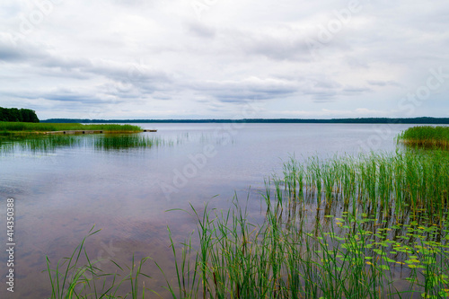 Shore of Lake Usmas is overgrown with reeds and cane. Green natural landscape. Summer lake on evening before sunset in Latvia.