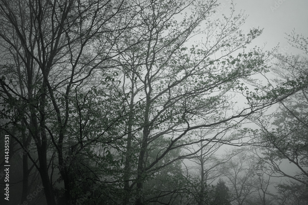 the forest was shrouded in thick fog. the forest was shrouded in thick fog.