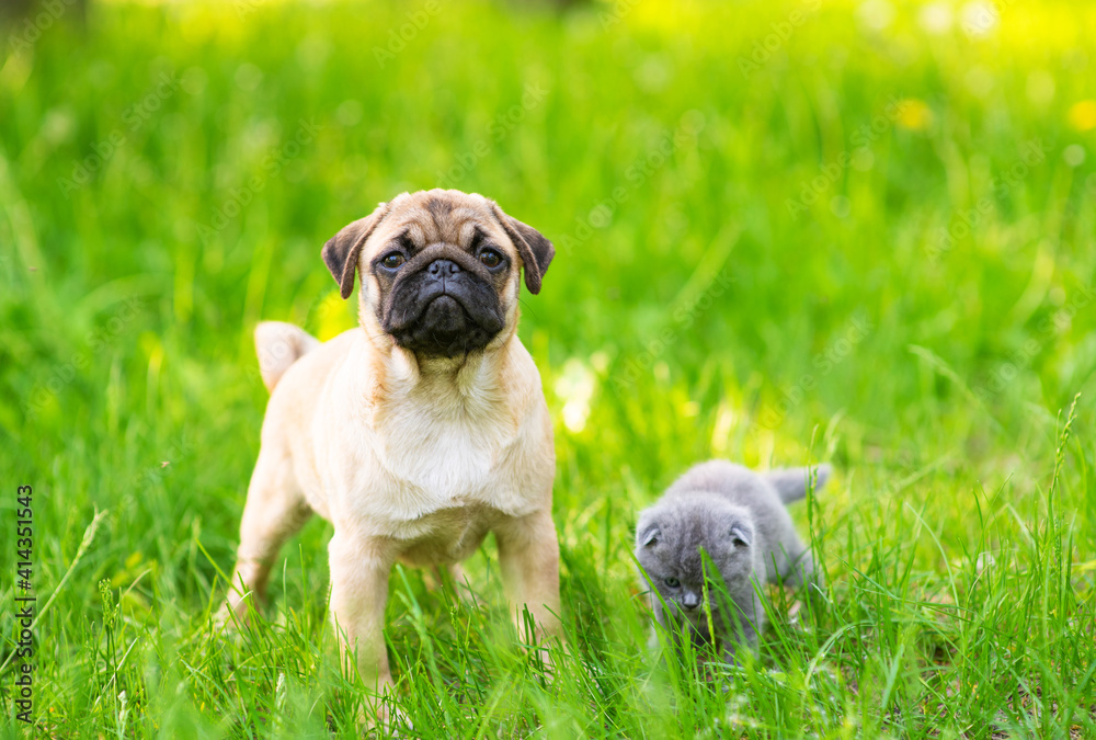 A pug puppy and a Scotland taby kitten sit next to the green grass and looking at camera A pug puppy and a Scotland taby kitten sit next to the green grass and looking at camera