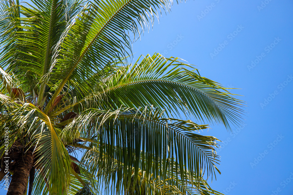 Coco palm leaf on blue sky background. Sunny tropical nature minimal photo. Coconut palm branch. Chilling resort card