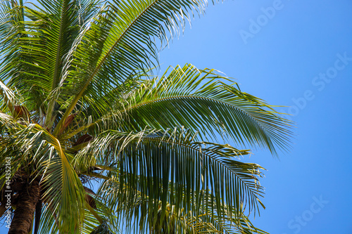 Coco palm leaf on blue sky background. Sunny tropical nature minimal photo. Coconut palm branch. Chilling resort card