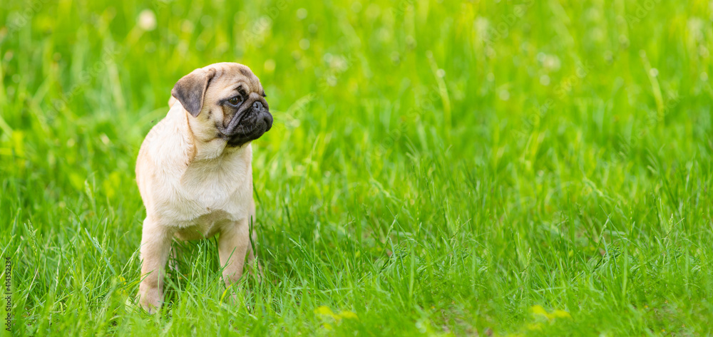 A puppy puppy stands in the park on the grass in the summer and looking at empty space. Stretched horizontal panoramic image for banner