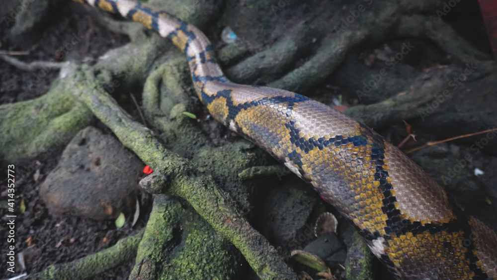 Obraz premium Python Reticulatus Closeup Moving On The Root.