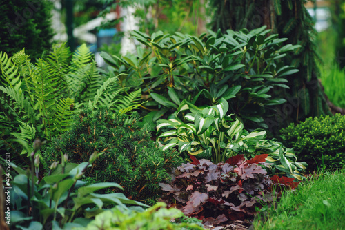 mixed border with shady tolerance plants - ferns, hostas and heucheras in summer garden