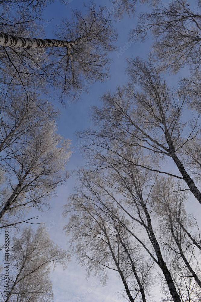 Forest in winter. View from below on birch trees tops in hoarfrost Forest in winter. View from below on birch trees tops in hoarfrost