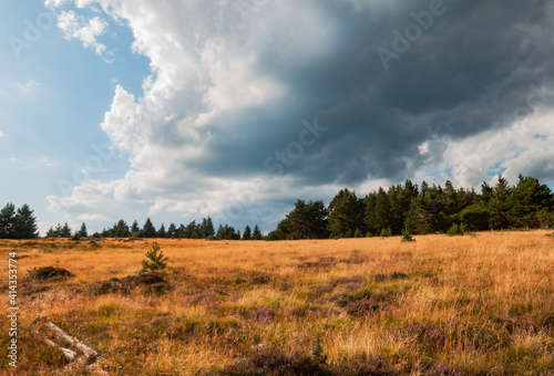 Paysage des plateaux des Vosges en France par une belle journée estivale, avec la lande séchée la forêt de résineux et des nuages dans le ciel.
