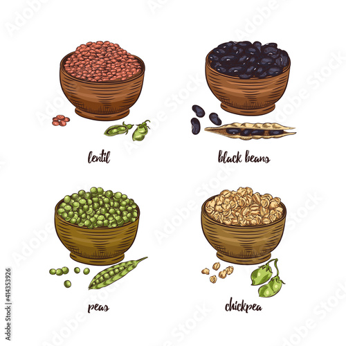 Legumes in bowl vector sketch collection. Red lentils, black beans, peas and chickpea isolated on white background.