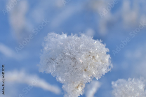 snow crystals on separation branches in winter, macro