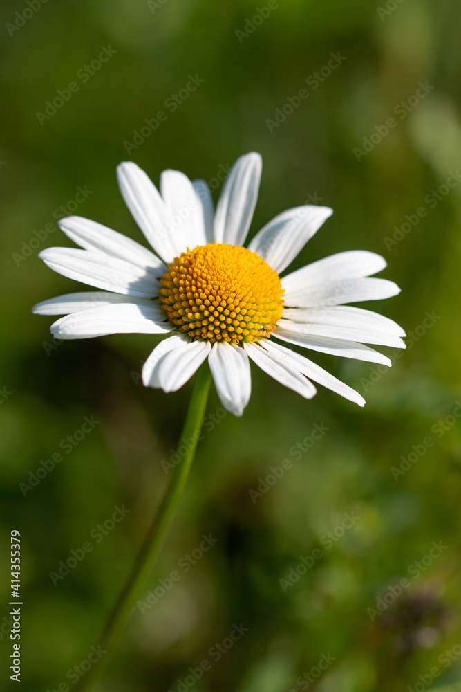 Obraz premium chamomile flower on green background