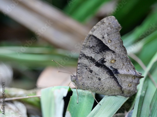 Common evening brown  butterfly on green leaf, The pattern similar to the eyes on the wing of insect photo