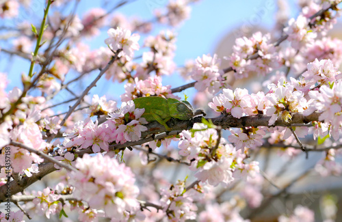 um camale  o est   em uma amendoeira em flor. 