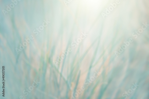 Green grass in a forest. Blurred abstract nature background.