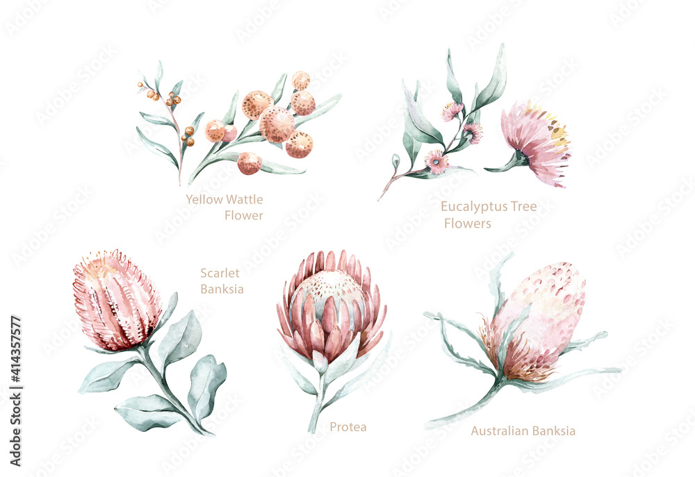 Obraz Set of watercolor protea flower and tropical leaves, hand painted illustration of exotic australian and african floral elements isolated on a white background.