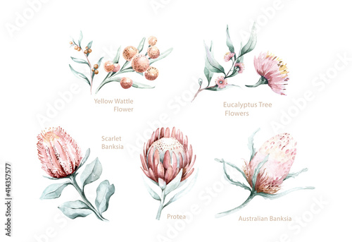 Set of watercolor protea flower and tropical leaves, hand painted illustration of exotic australian and african floral elements isolated on a white background.