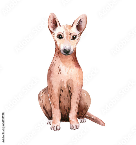 watercolor Dingo. Animals Australia illustration watercolor. wild australian dog photo