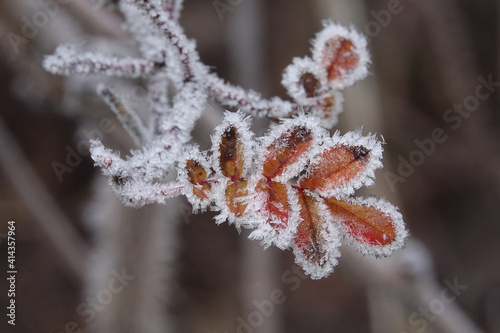 Εκτύπωση καμβά unusual frost on leaves