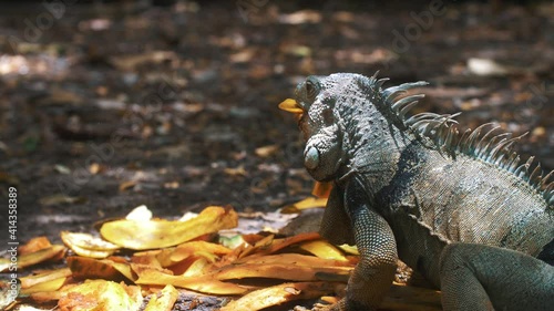 Close-up, Slow-motion shot of a big iguana eating a mango fruit at the park in South Ameirca photo