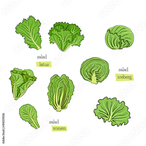 Green salad set leaves draw iceberg on white background. Design element. Vector sketch isolated illustration. Hand drawn cooking food.