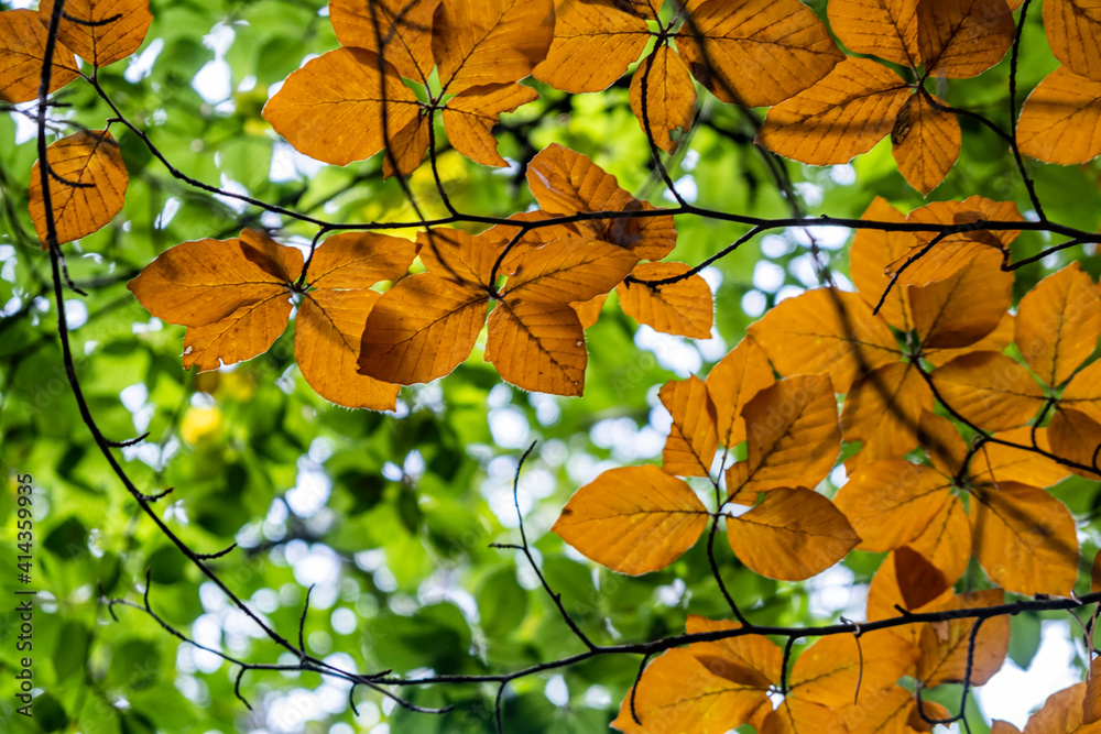 colorful autumn leafs .nature in autumn time colorful autumn leafs .nature in autumn time