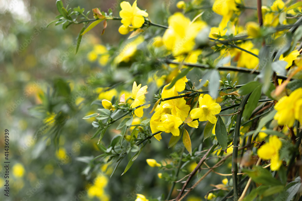 Beautiful yellow spring flowers on a green plant Beautiful yellow spring flowers on a green plant
