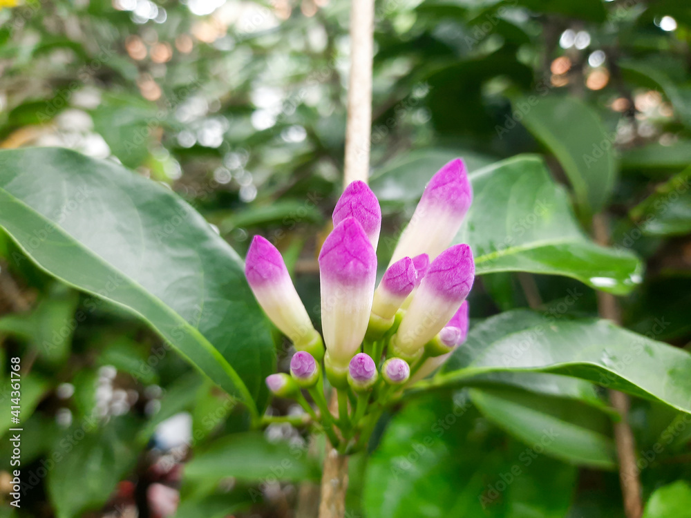 Beautiful purple flowers in the garden