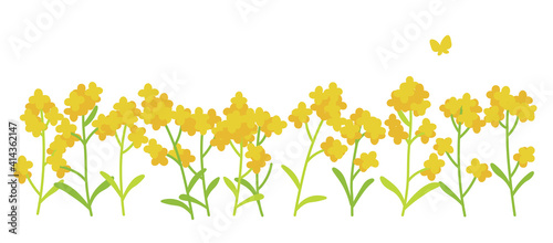 菜の花のイラスト