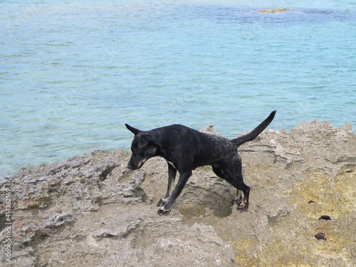 a black dog climbing on a rock on Current Island in the month of February, Bahamas