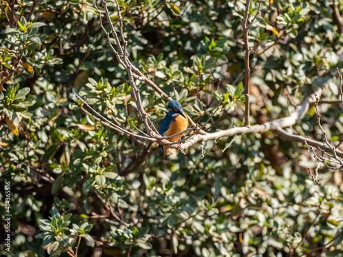 Selective focus shot of a common kingfisher perched on a branch photo