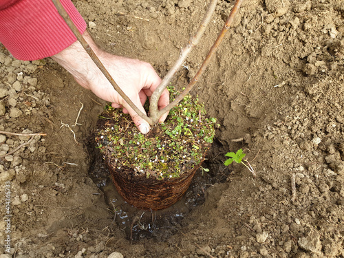 Transplanting a photinia bush from a pot into the garden. A man's hand places photinia in the pit. photo