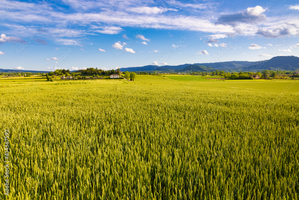 Panoramic view of the fields of the Osona Valley in the month of May with growing wheat crops, their green tones enrich the spring landscape sautéed with rural farmhouses. Malla, Catalonia, Spain Panoramic view of the fields of the Osona Valley in the month of May with growing wheat crops, their green tones enrich the spring landscape sautéed with rural farmhouses. Malla, Catalonia, Spain