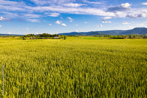 Panoramic view of the fields of the Osona Valley in the month of May with growing wheat crops  their green tones enrich the spring landscape saut  ed with rural farmhouses. Malla  Catalonia  Spain