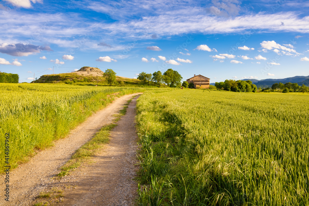 Fototapeta premium Panoramic view of the fields of the Osona Valley in the month of May with growing wheat crops, their green tones enrich the spring landscape sautéed with rural farmhouses. Malla, Catalonia, Spain