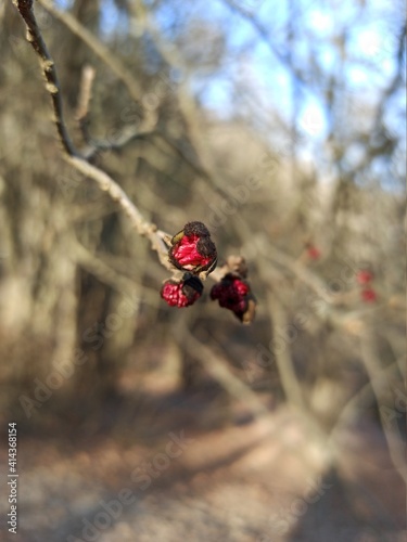 ladybird on a tree