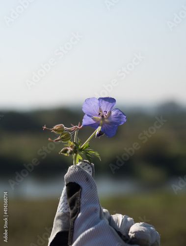 Flower violet
