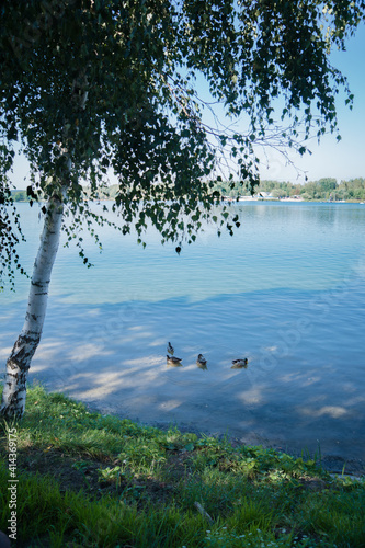 Blue lake with tree
