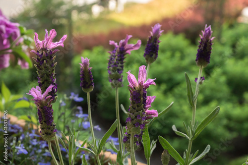 Lavender garden