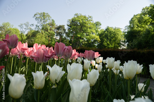 Tulips