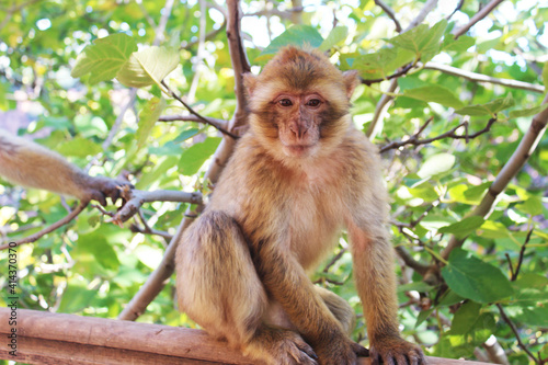 macaque on a tree