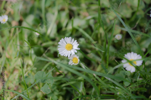 Daisy flower