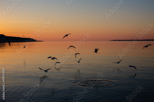 Seagulls on the sea at sunset