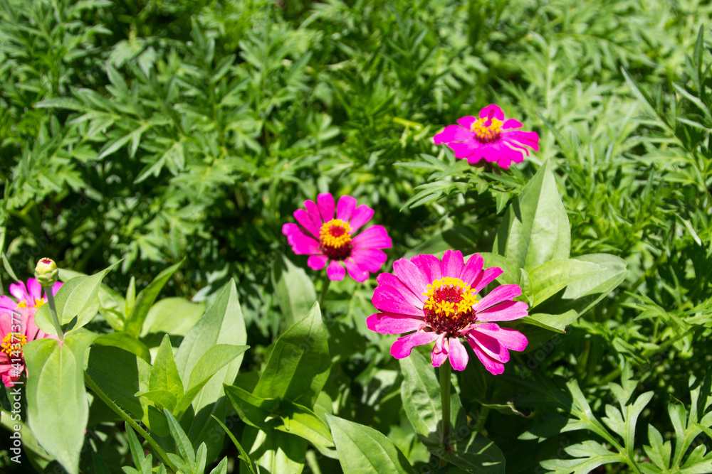 Many of the zinnia flowers that grow in the flower garden. Pink zinnia flowers.