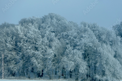 Bäume im Schnee © Jogerken