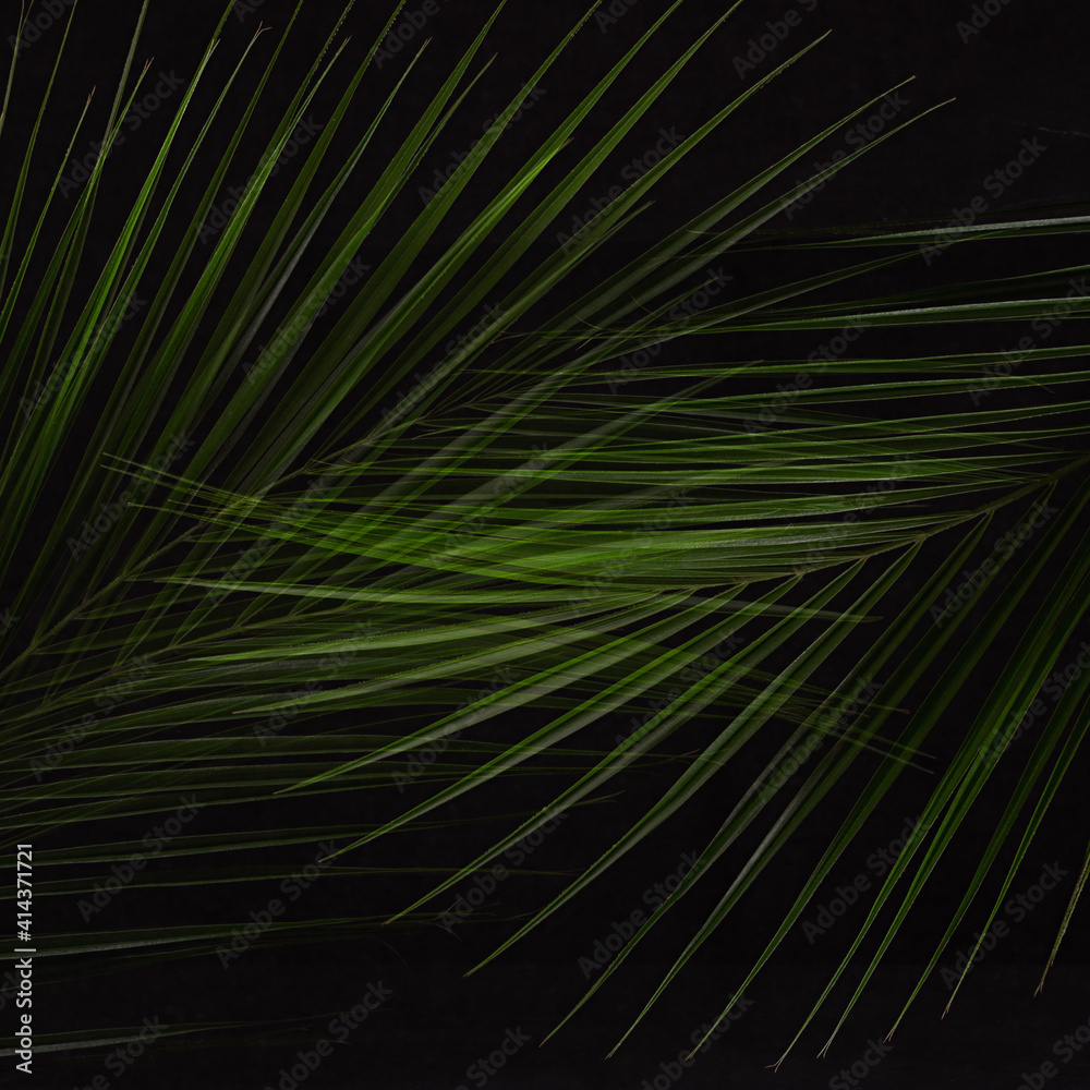 Obraz premium Lush green palm foliage as abstract striped bright exotic pattern on black background, square.
